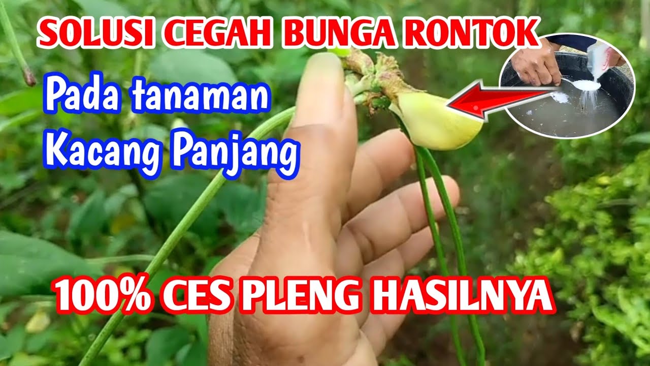 Cara Mengatasi bunga rontok pada tanaman Kacang Panjang Agar berbuah lebat