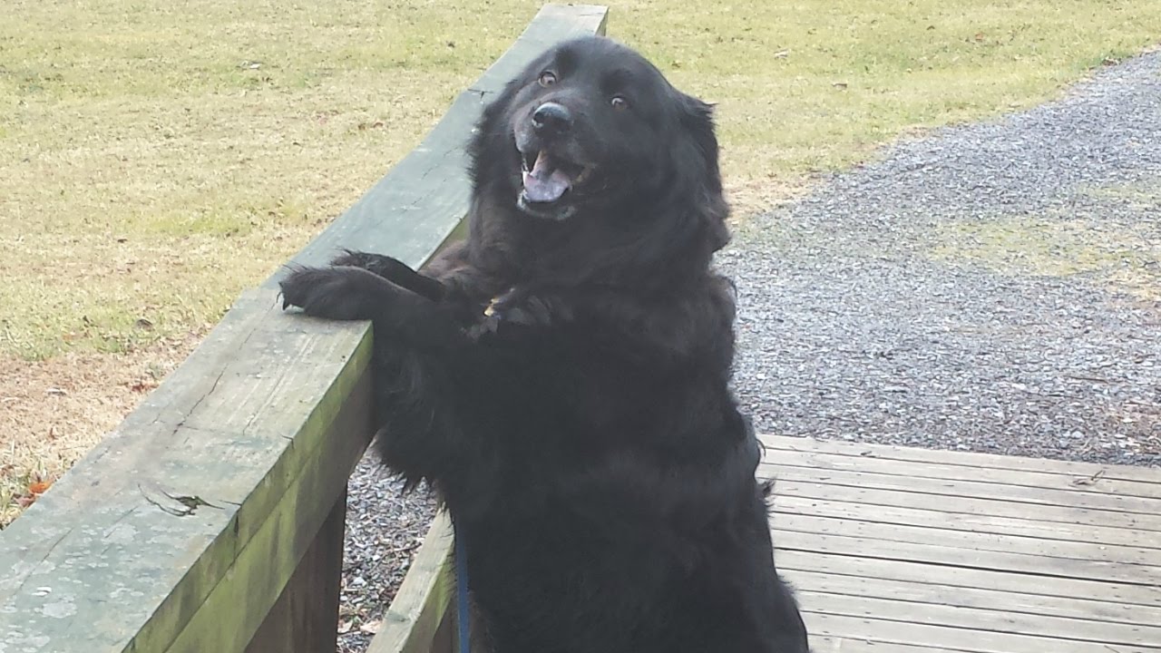 2 Year Old Chow-Lab Mix 