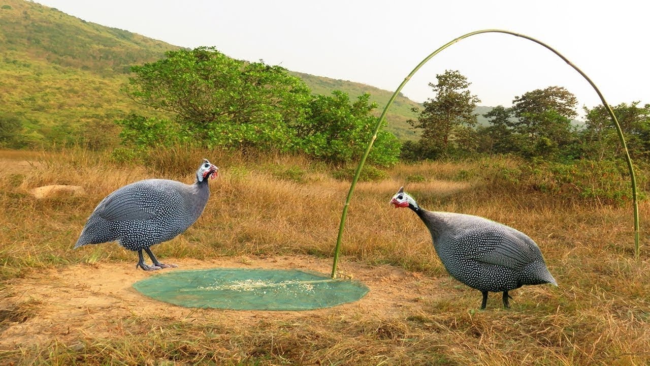 Turkey Trap ⎟ Catch Turkey by bamboo branches and net  in the hill