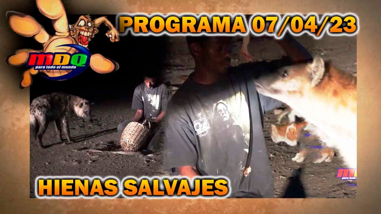 MDQ, para todo el mundo - Programa 07/04/23 - LAS HIENAS SALVAJES DE LA CIUDAD AMURALLADA DE HARAR