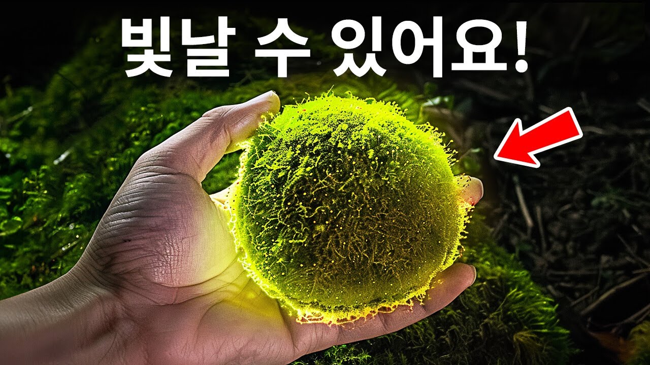 이끼가 식물계의 슈퍼히어로인 이유