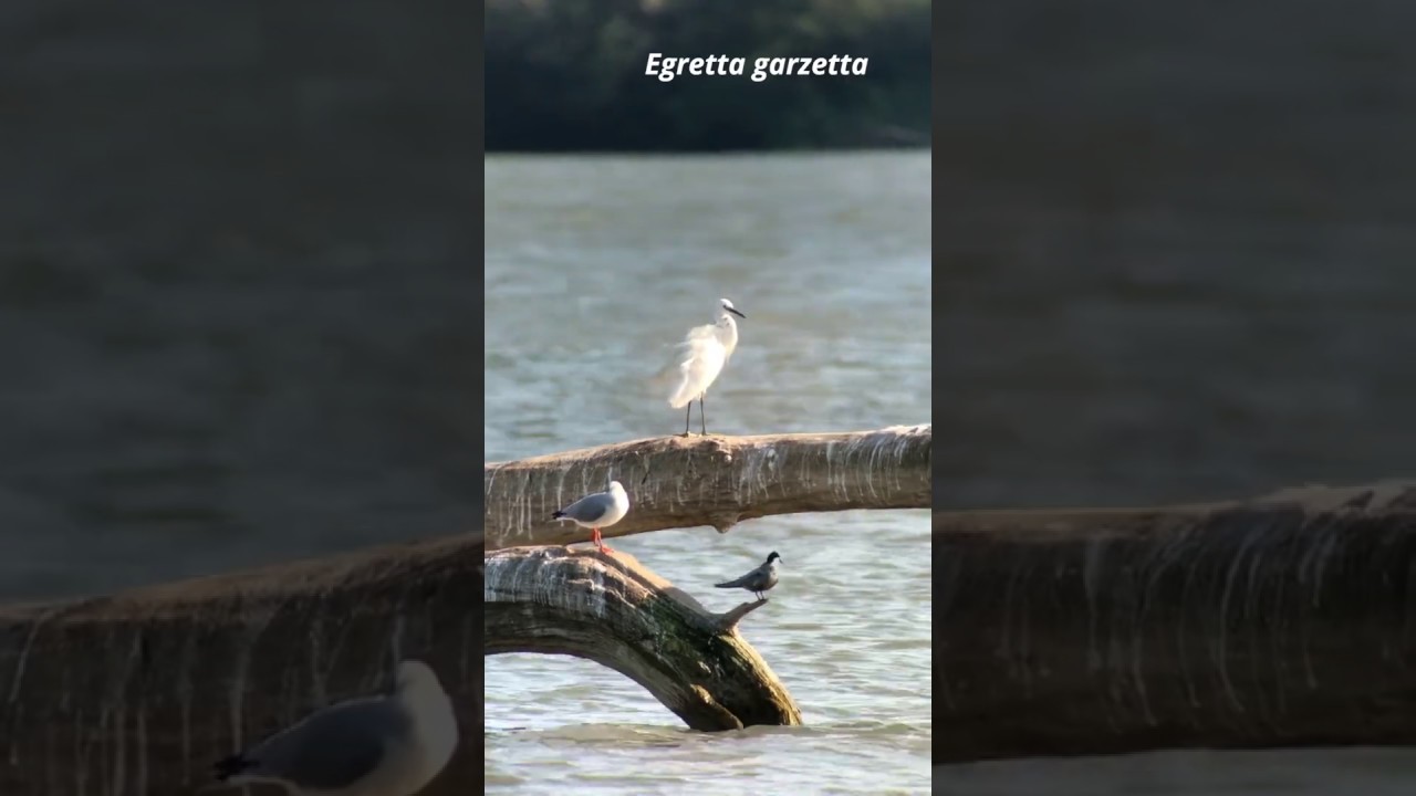 Mala bela čaplja (Egretta garzetta)
