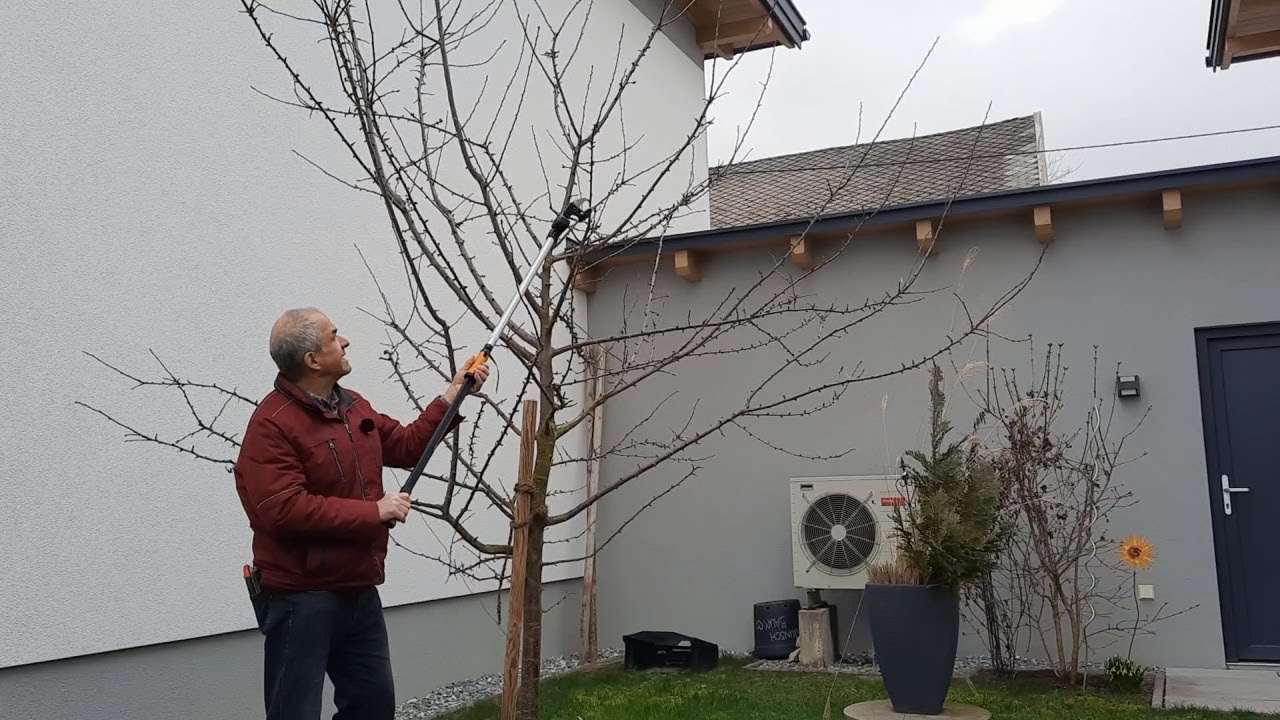 Der Instandhaltungsschnitt beim Pflaumenbaum