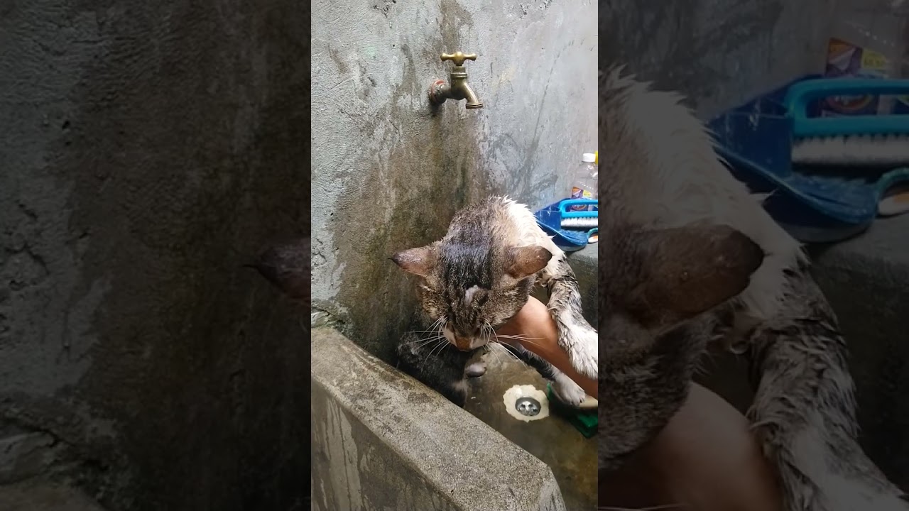 KAFU SE BAÑA PARA SUS GATAS