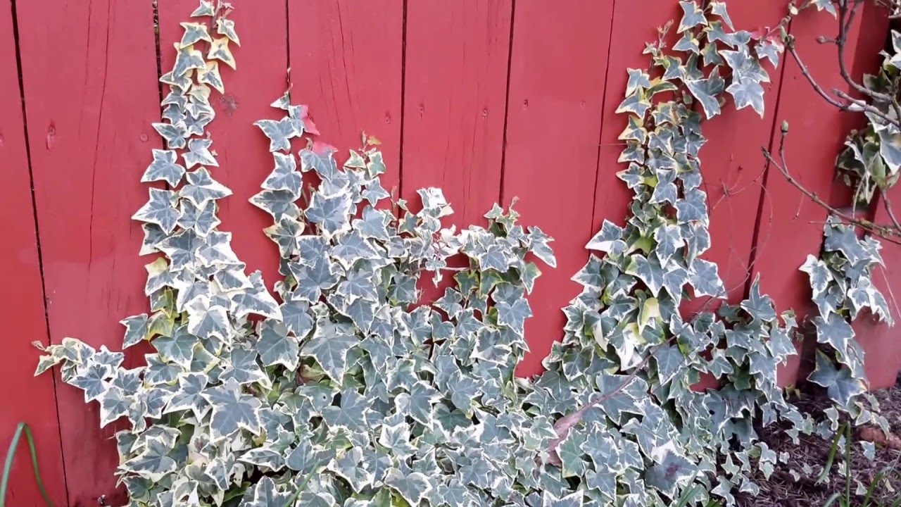 Variegated English Ivy / Hedera helix variety