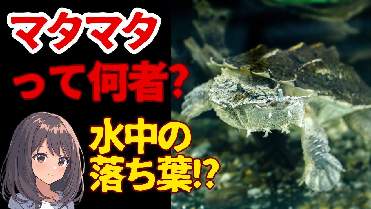 吸い込まれたら終わり!? マタマタの生態とは?