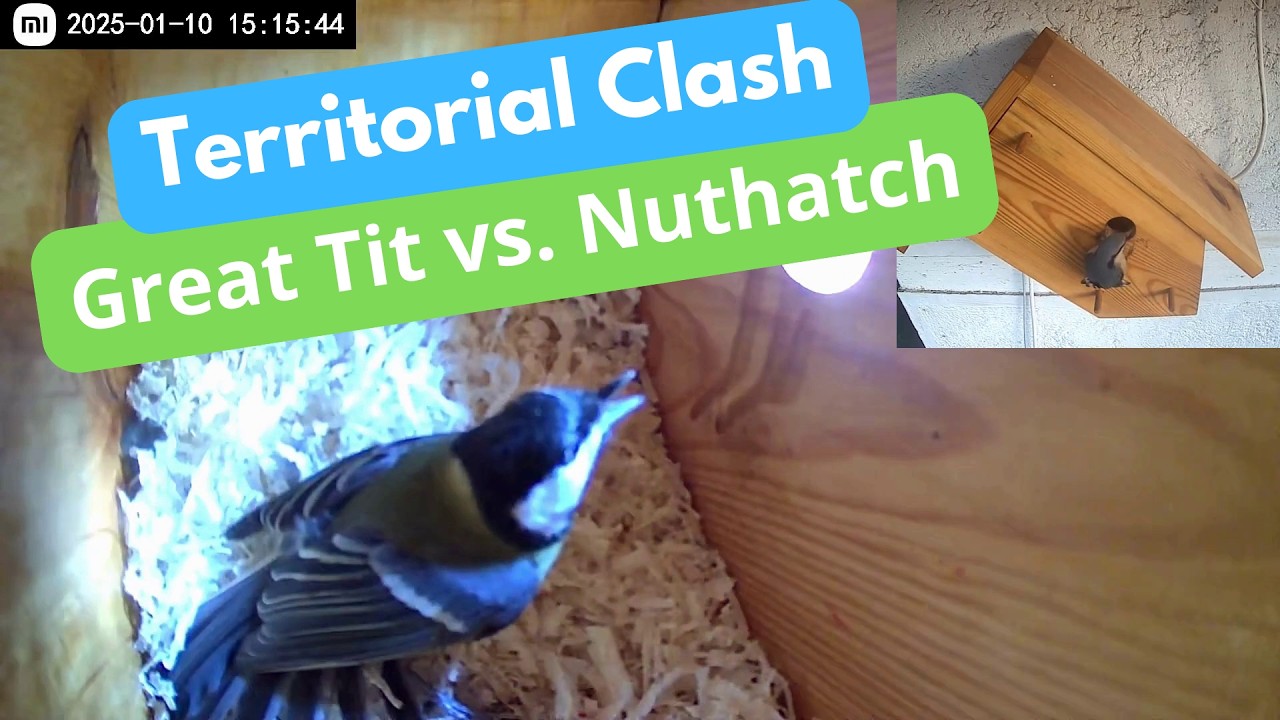 Territorial Clash: Brute fight between a Nuthatch vs. Great Tit at the @Bird_Hotel #birdwatching