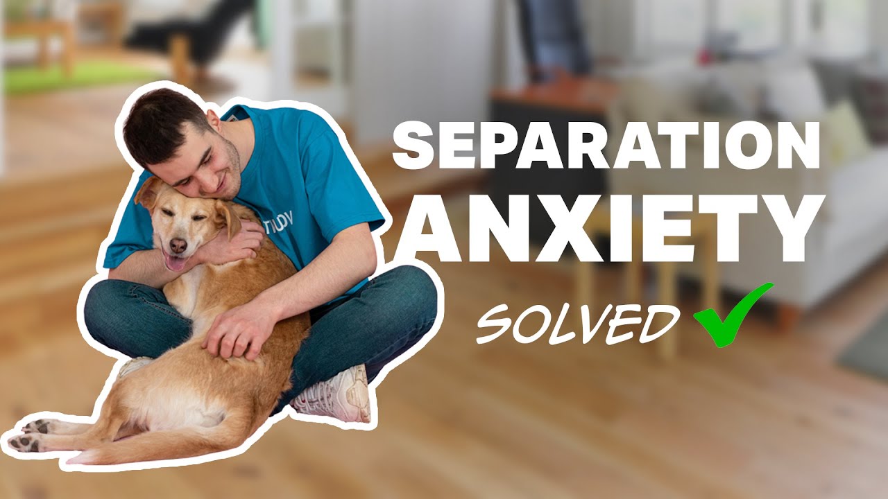 Change this ONE KEY THING to FIX your dog's separation anxiety