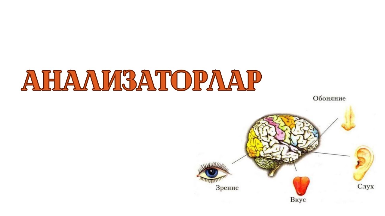 АНАЛИЗАТОРЛАР.