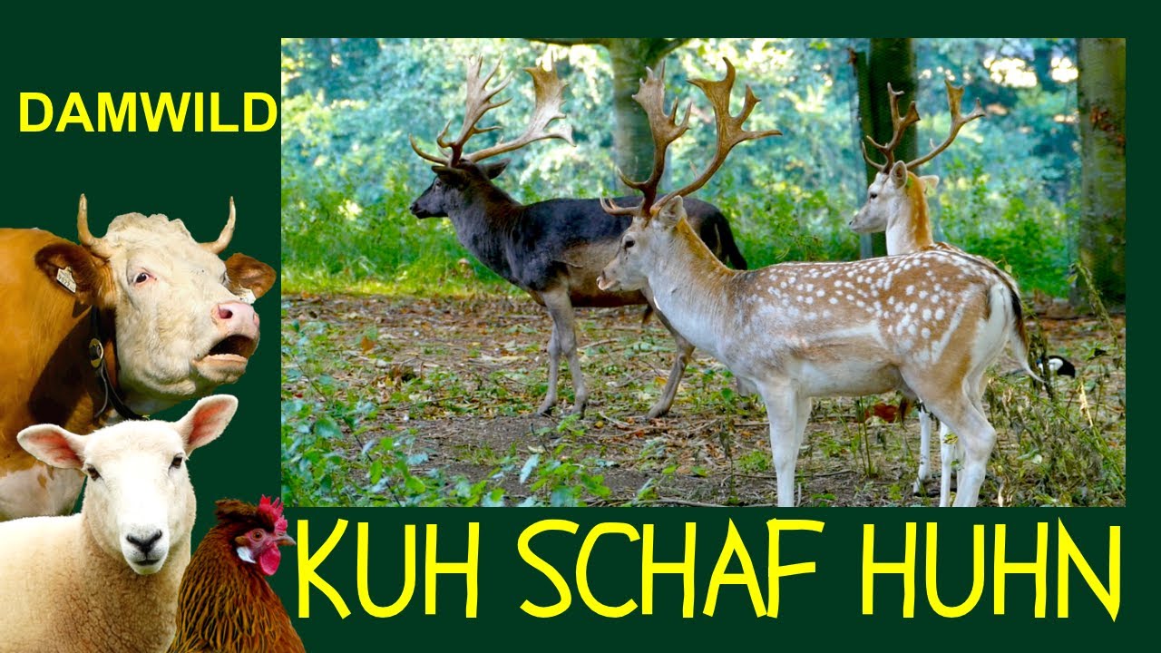 KUH SCHAF HUHN Folge 12: Damwild - Ein Hirsch auf Weg zum domestizierten Nutztier - wei&szlig;e Damhirsche