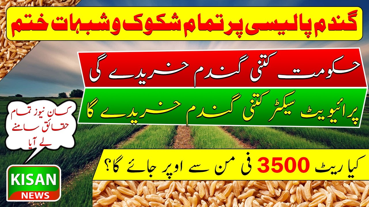 Wheat procurement policy 2026| Wheat price in 2026| Binyamin | رواں برس حکومتی گندم خریداری پالیسی 