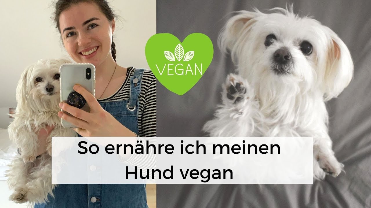 Veganer Hund - das isst mein Hund/ vegan kochen für den Hund