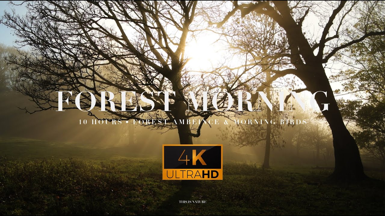 FOGGY FOREST (4K UHD) | Forest Ambience & Morning Birds - 10 Hours - Relaxing Nature Sounds - ASMR