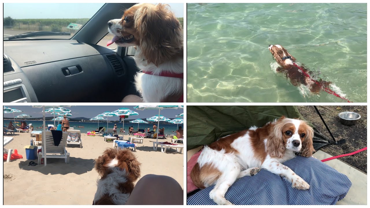 Köpeğimle Tatil,Deniz |Köpekle Yolculuk Nasıl?|How to travel with a dog-I did road trip with my dog