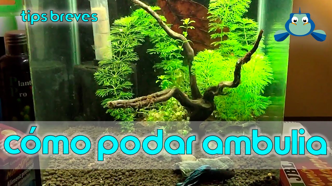 Como podar la Ambulia | Tips breves