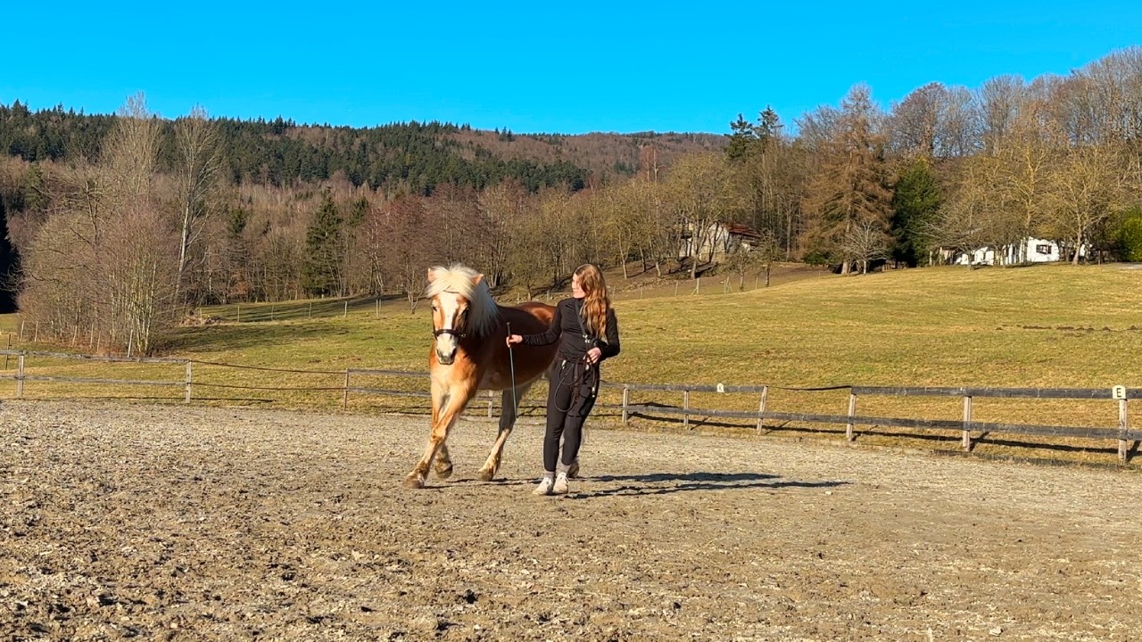 Ohne Gebiss reiten? Kann das funktionieren? Wir haben den Versuch gewagt.