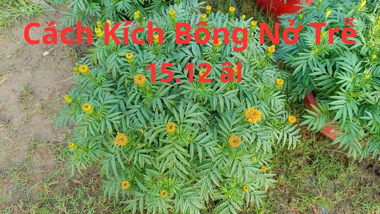 Cách Xử Lý Bông Nở Trễ Để Kịp Tết 15.12 Âm Lịch || Marigold flowers for Tet