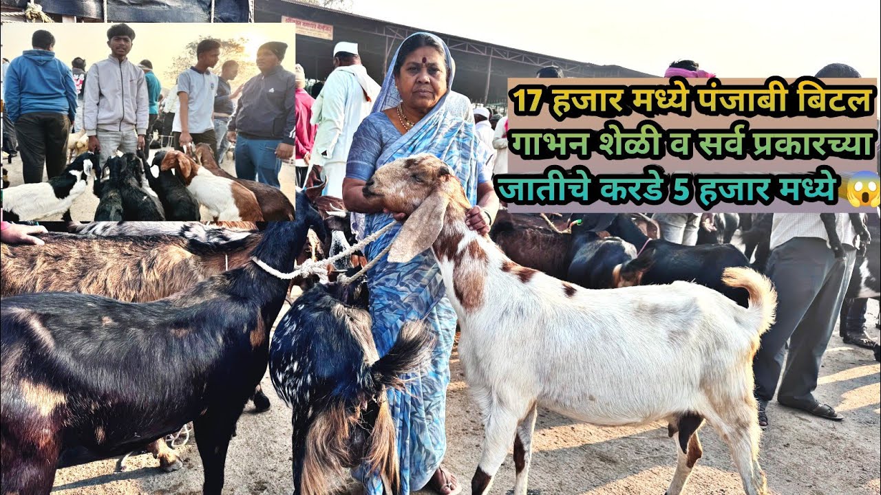 17 हजार मध्ये पंजाबी गाभन बिटल शेळी व सर्व प्रकारच्या जातीचे करडे फक्त 5 हजार रुपये मध्ये 😱🔥