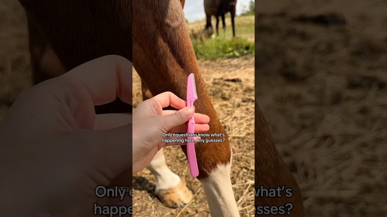 Tag your non-equestrian friend and let them guess 👀 #horse #equestrian #horseriding #horses #riding