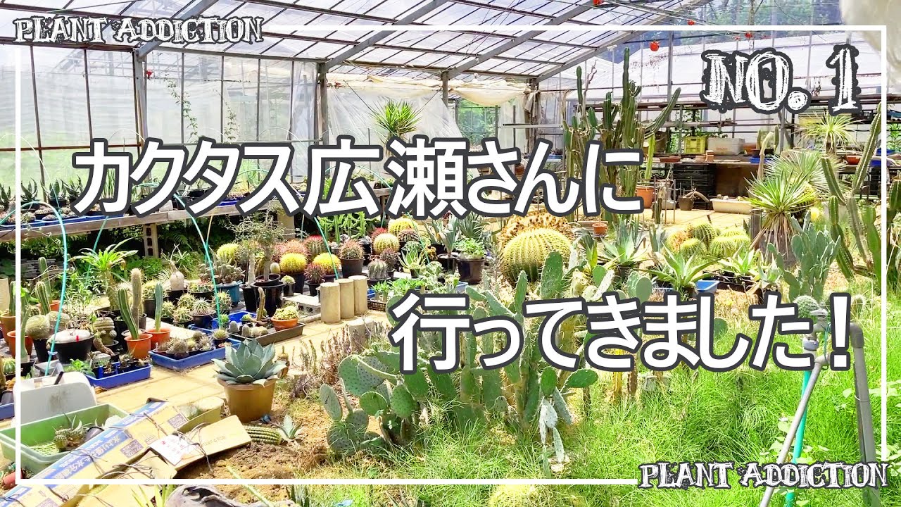 カクタス広瀬さんに行ってきました。No.1