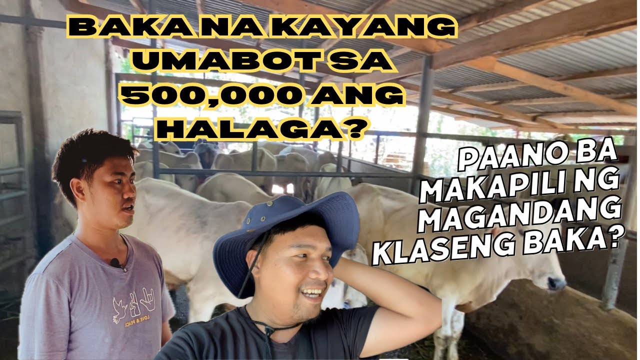 PAANO ANG PAGPILI NG BAKA NA MAGANDA / MURA AT GARANTISADO PA