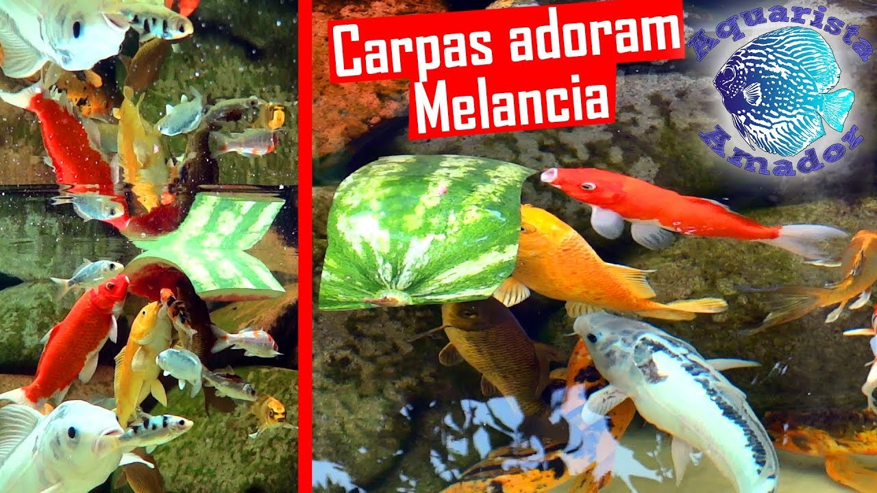 Alimentos ALTERNATIVOS para CARPAS e peixes de lago