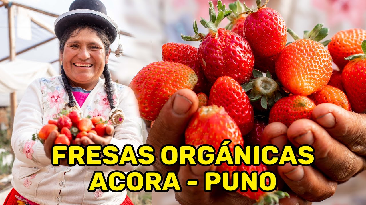 LAS FRESAS MAS DELICIOSAS Y ORGANICAS DE ACORA - PUNO / REFLEJOS PUNO