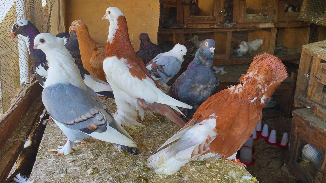 How to Raise Pigeons for Meat and Eggs at Home   A Day in the Life of a Village Pigeon Farmer