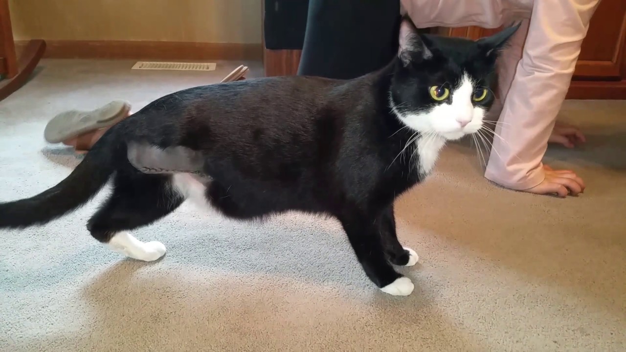 cute three legged cat