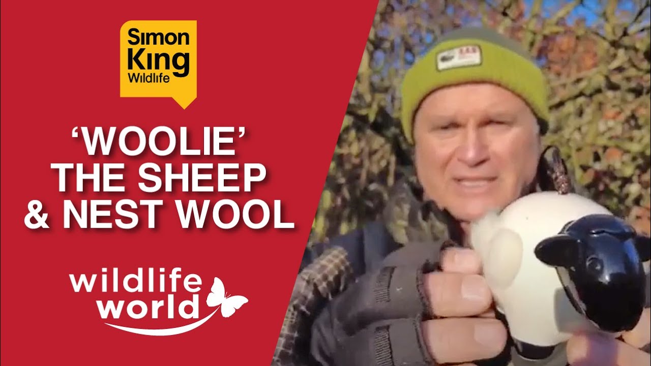 SIMON KING 'WOOLIE THE SHEEP' VIDEO