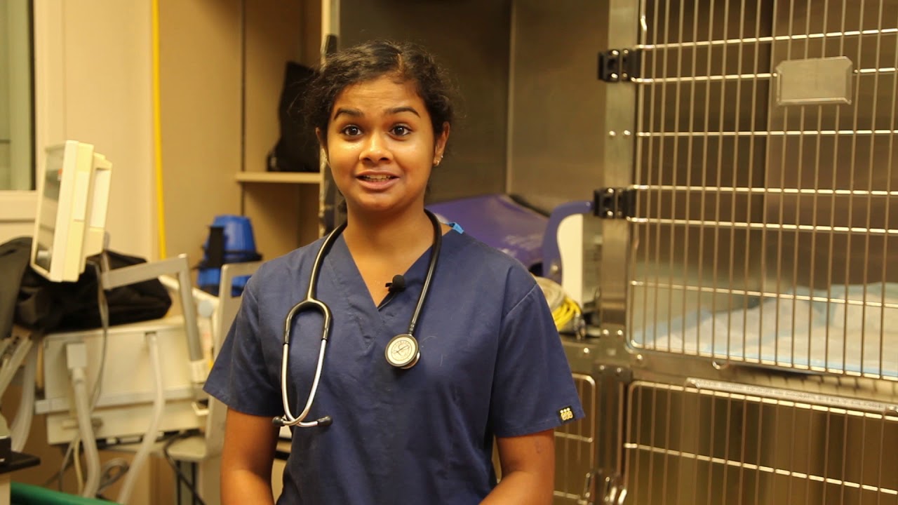 Veterinary Medicine from Chennai, India to Stillwater, Oklahoma