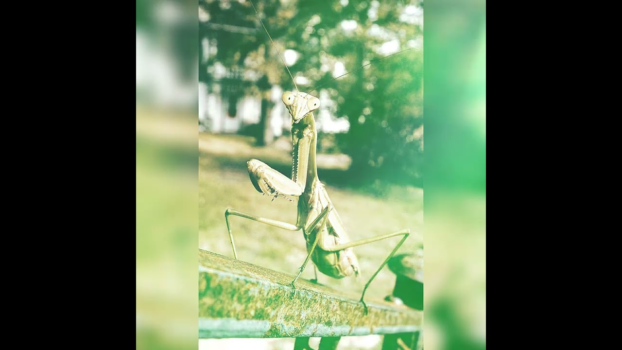 Baumrausch - Insekten Hymne (Original)