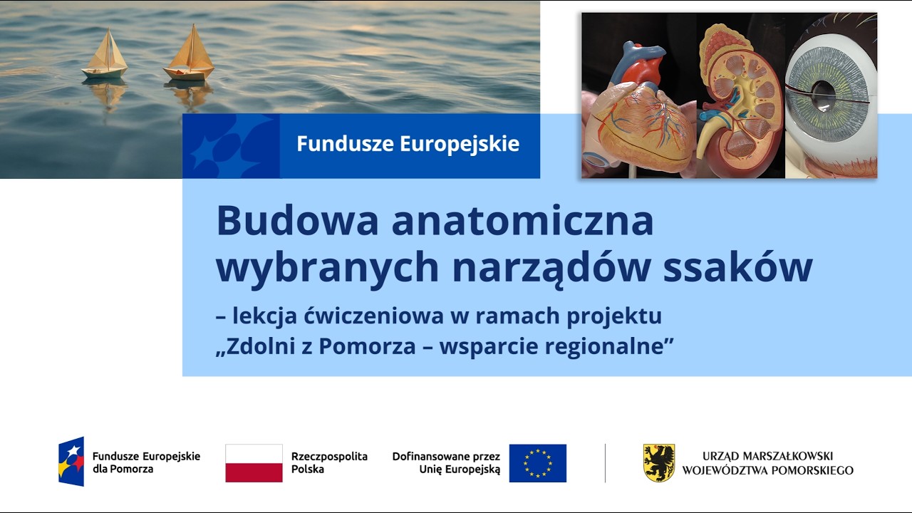 Budowa anatomiczna wybranych narząd&oacute;w ssak&oacute;w. Projekt &bdquo;Zdolni z Pomorza &ndash; wsparcie regionalne&rdquo;