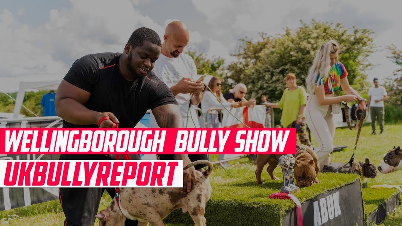 UK BULLY REPORT- Wellingborough Big Bully Uk Meet