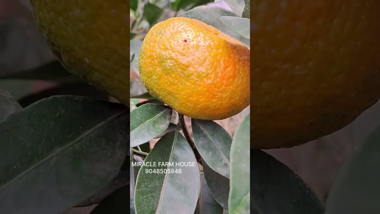 ഇത് കിടിലൻ ഓറഞ്ചാണ്.... Mandrin orange..... 🍊