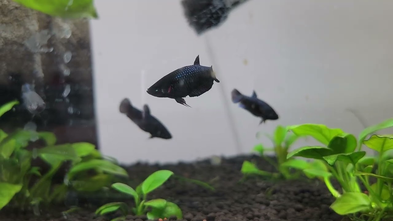 Fighter Plakat Thai x Indo (7 weeks)