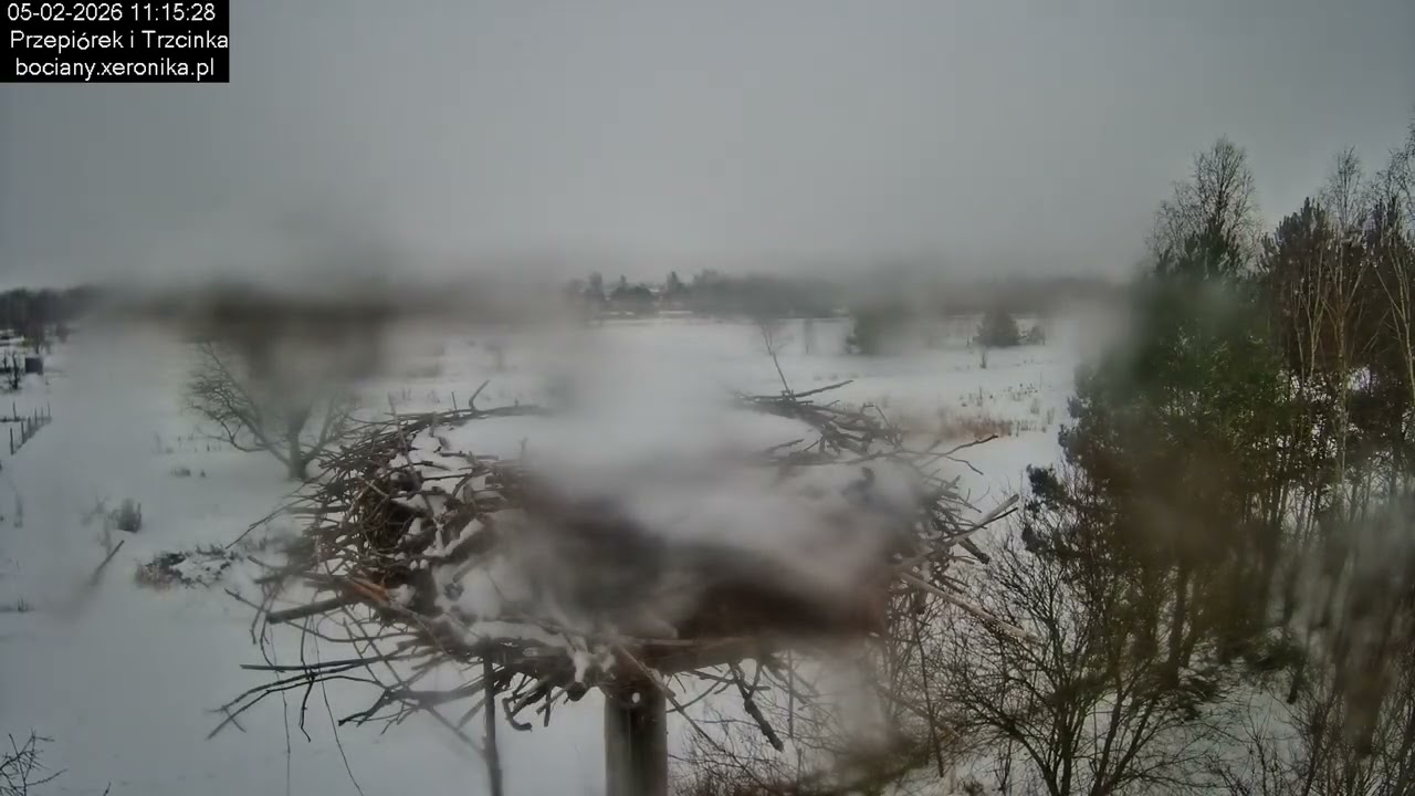 ⏳ Dzień w gnieździe bocianim w Trzcińcu - 05.02.2026