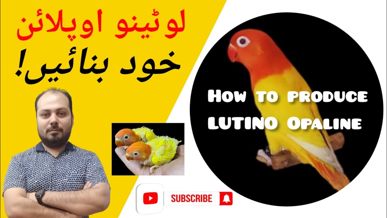 How to produce Lutino Opaline l Lutino Opaline lovebird working l Lovebirds l Welcome Aviary
