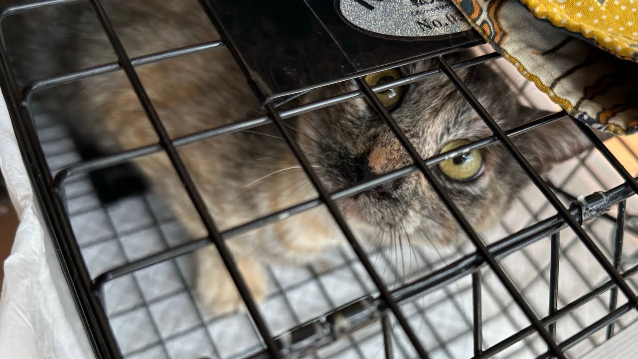 すでに臨月‥久しぶりに現れたママ猫を保護【ラプ保護物語#1】Protecting a mama cat in the last month of pregnancy.