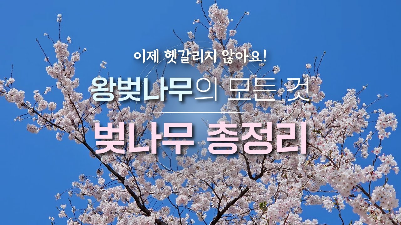 EP.48 | 벚나무 총정리 | 올벚나무 잔털벚나무 산벚나무 귀룽나무 개벚지 | 왕벚나무 이슈 파헤치기
