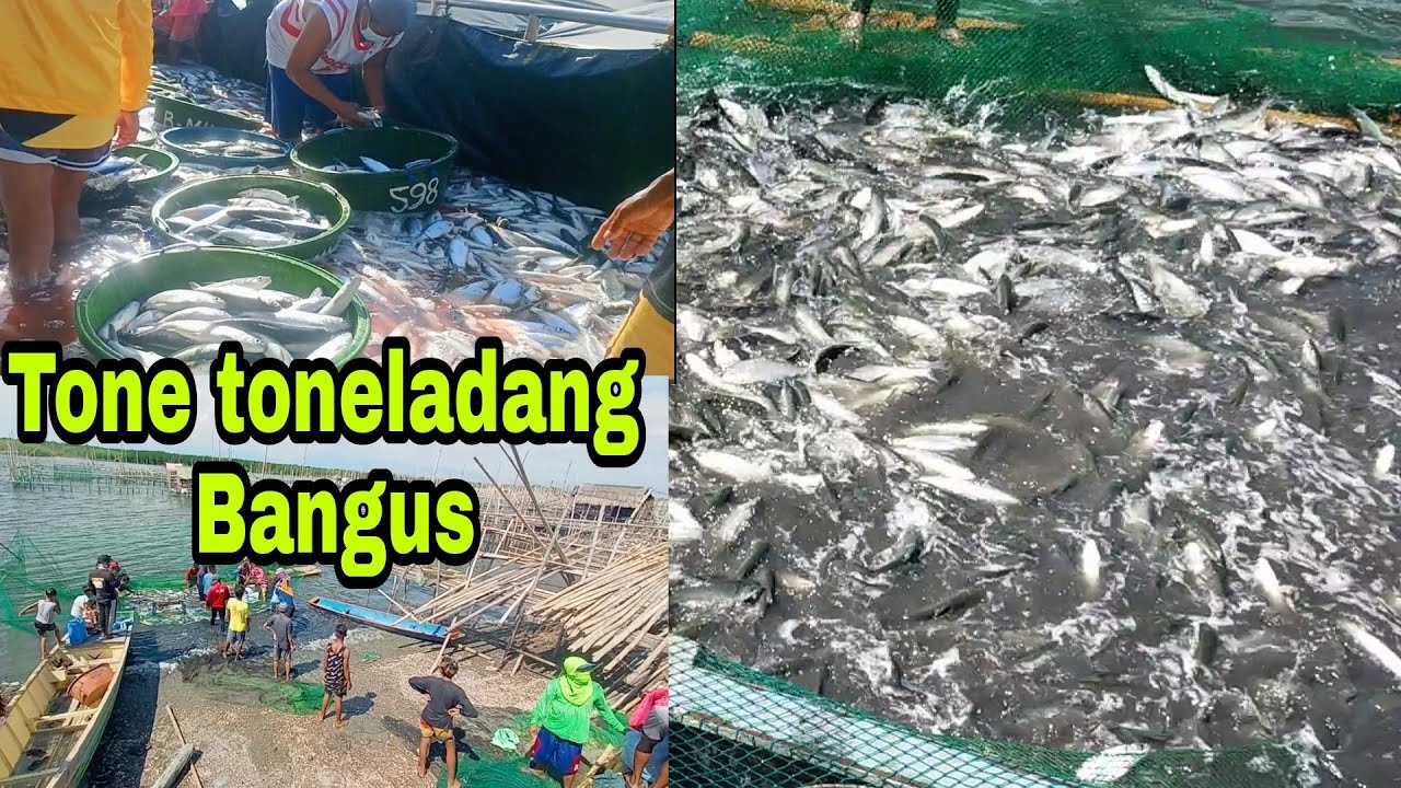 EP:79/ HARVESTING TONS OF BANGUS. ( BANGUS DAGUPAN )