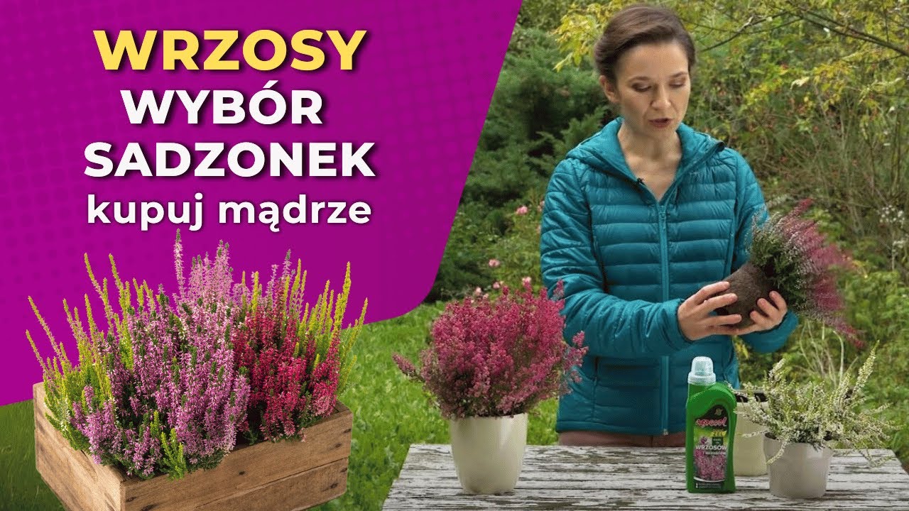 Wrzosy - co warto wiedzieć podczas kupowania wrzos&oacute;w?