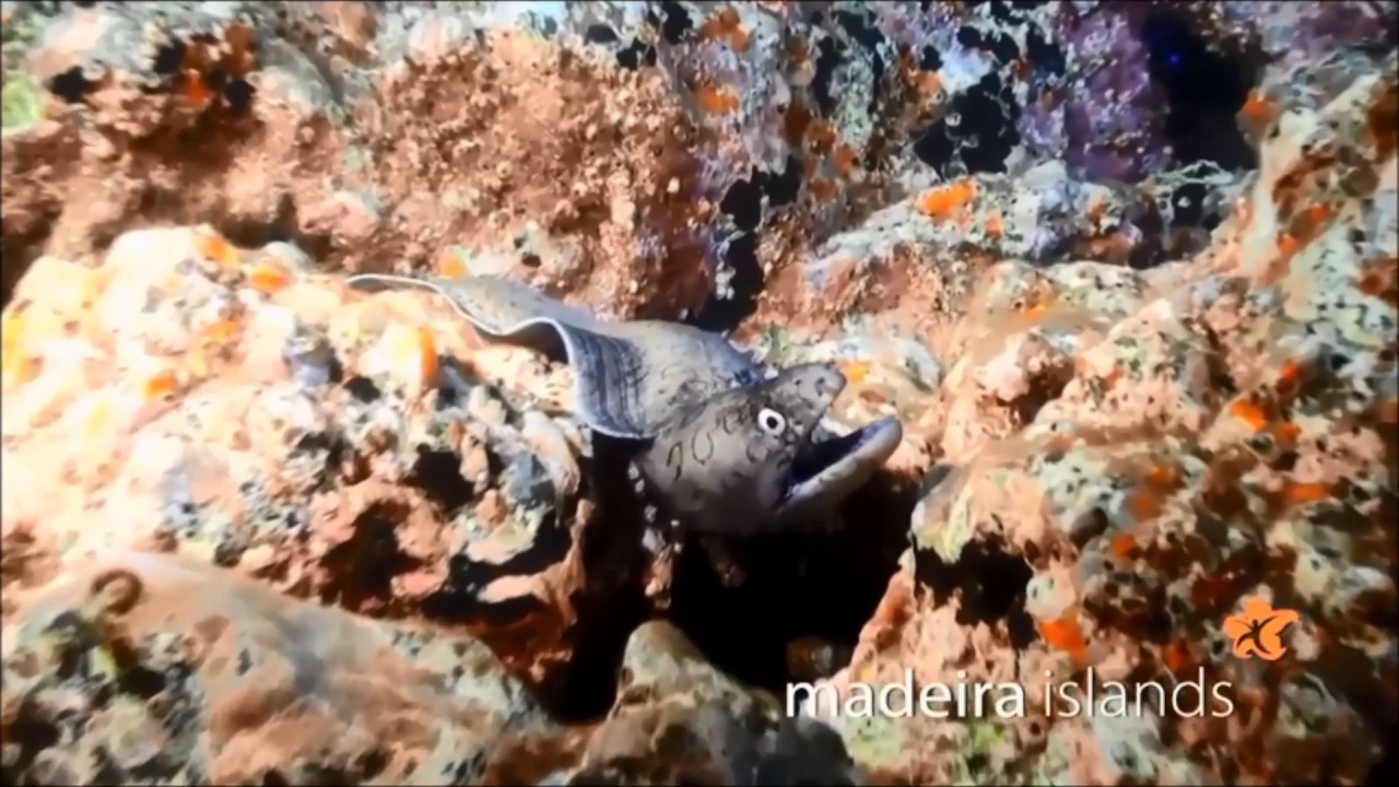 promo madeira