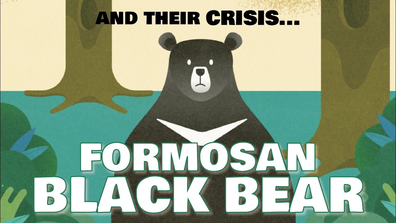 Bears in Crisis: The Past and The Present of Formosan Black Bear｜Beeru On the Island｜TaiwanPlus
