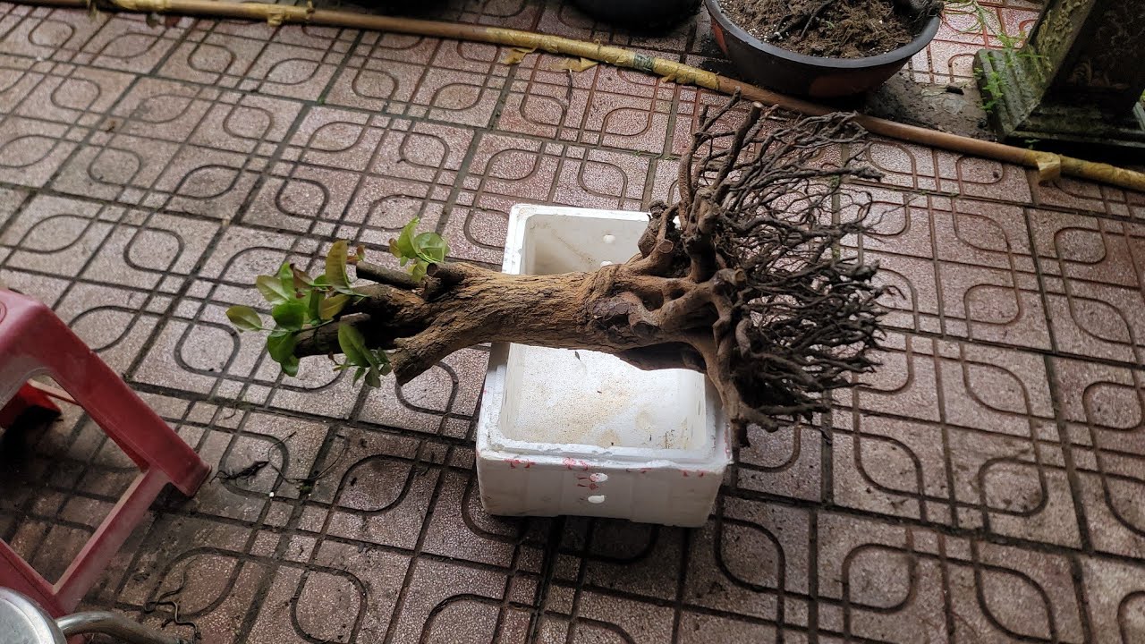 Cách Trồng Phôi Mai Tứ Quý