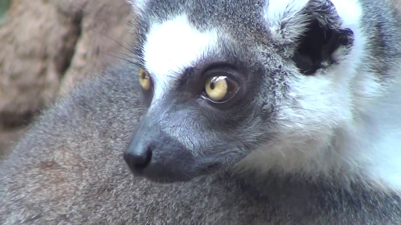 The Bronx Zoo | Madagascar Highlights | Aug. 27th, 2015