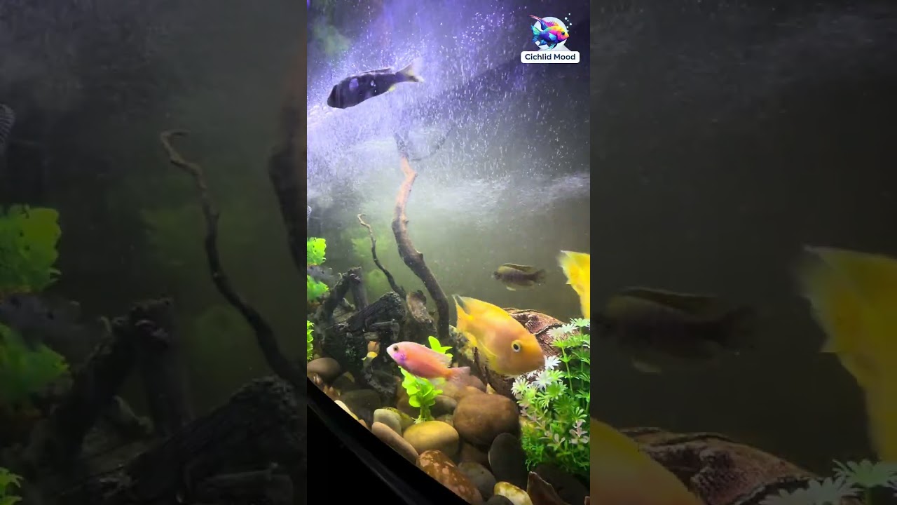 51 دقيقة من سحر السيكلد 🐠 Cichlid Peace: 51 Min Relax