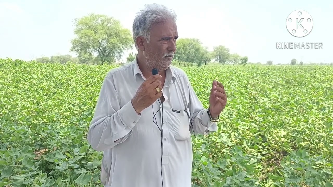 After rain what we have to do?cotton crop is in excellent condition after rain,