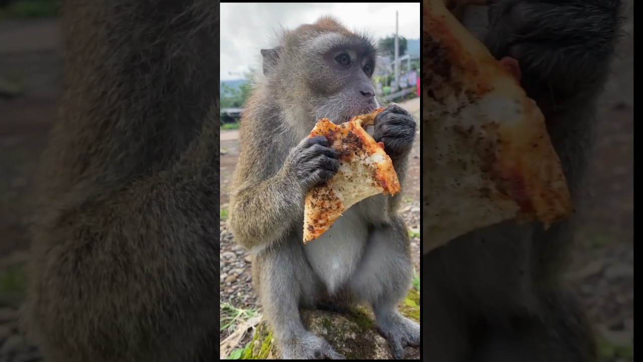 When you find out pizza isn't just for humans #monkey #eating #asmr #pizza #satisfying