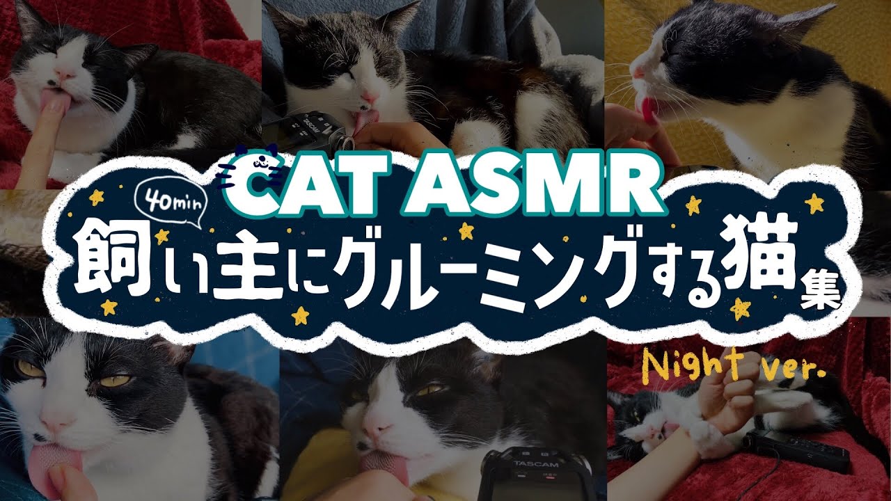 👅ASMR｜飼い主の手を愛おしそうにグルーミングする猫集【安眠用BGM】